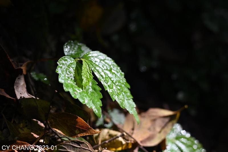 Featured image of post Syakaro Historic Trail, Taiwan