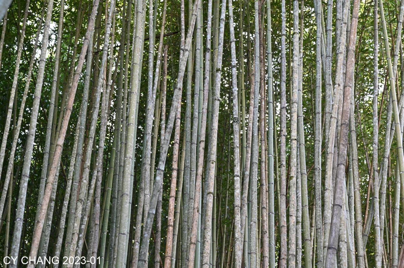 Bamboo Forest