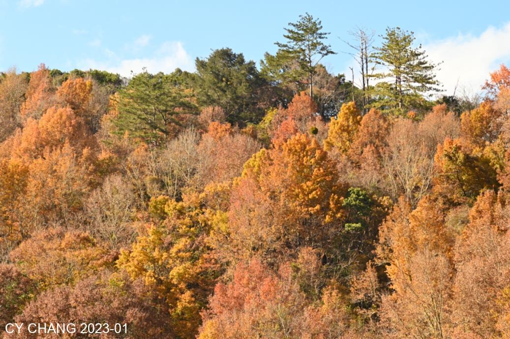 The whole mountain is covered with red maple leaves
